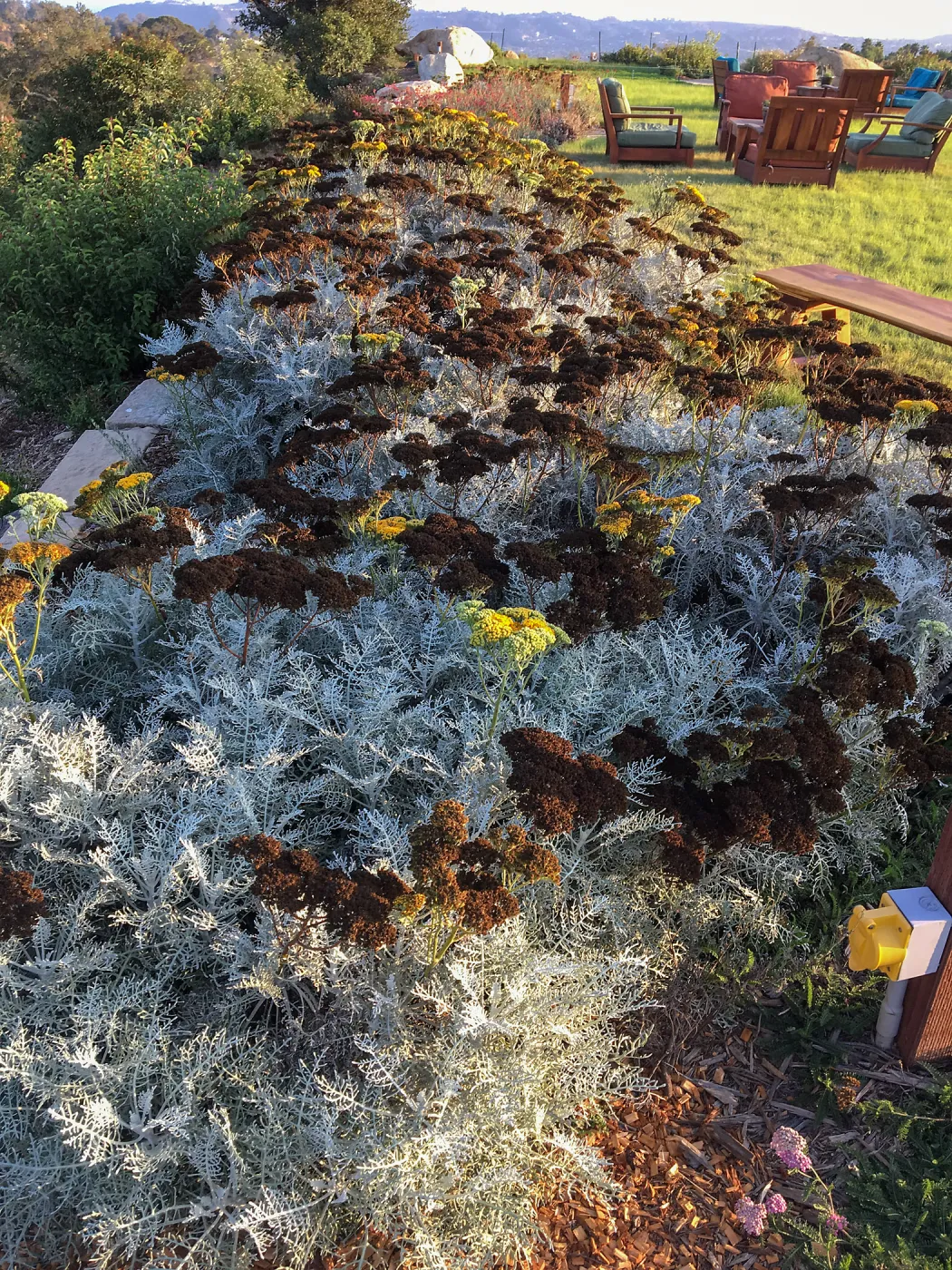 Constancea nevinii at Island View Garden