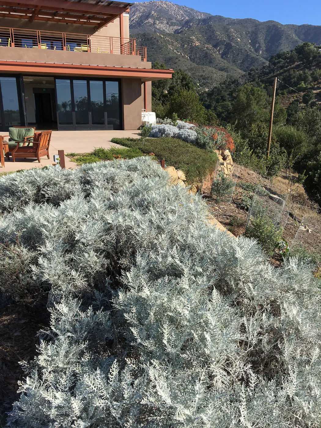 Constancea nevinii, Island View Garden