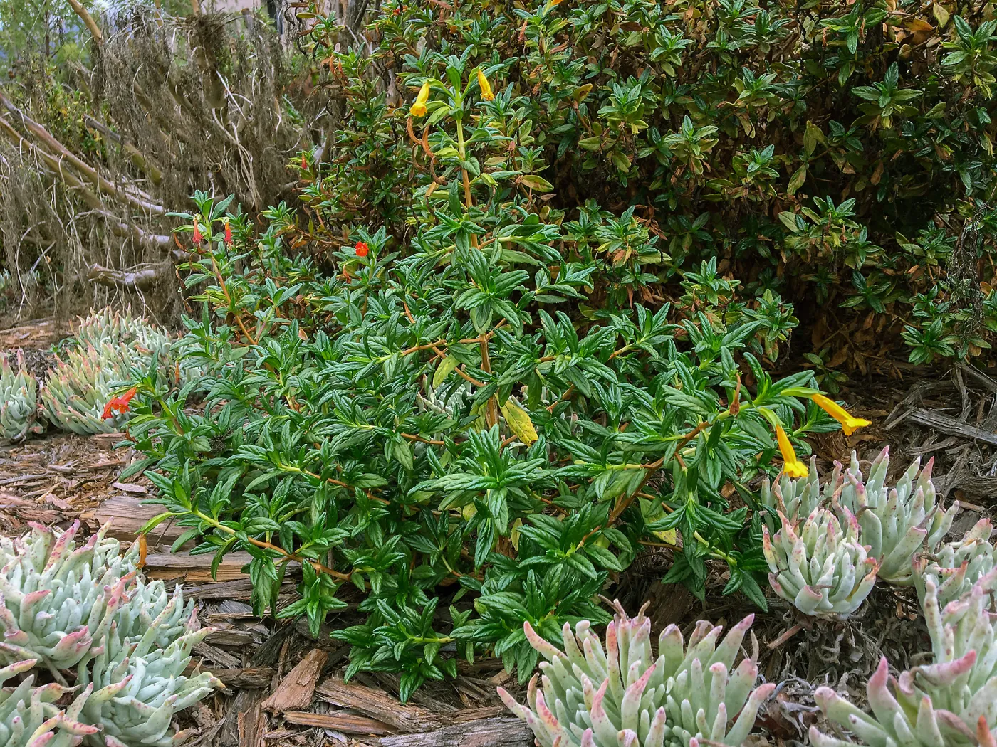 Diplacus puniceus, Island View Garden