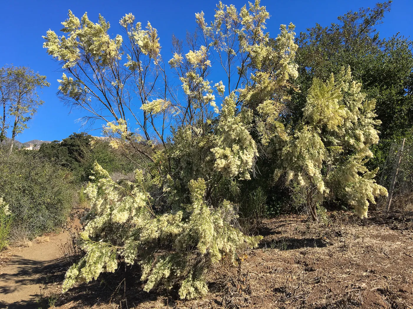 Baccharis sarothroides on the South West Trail