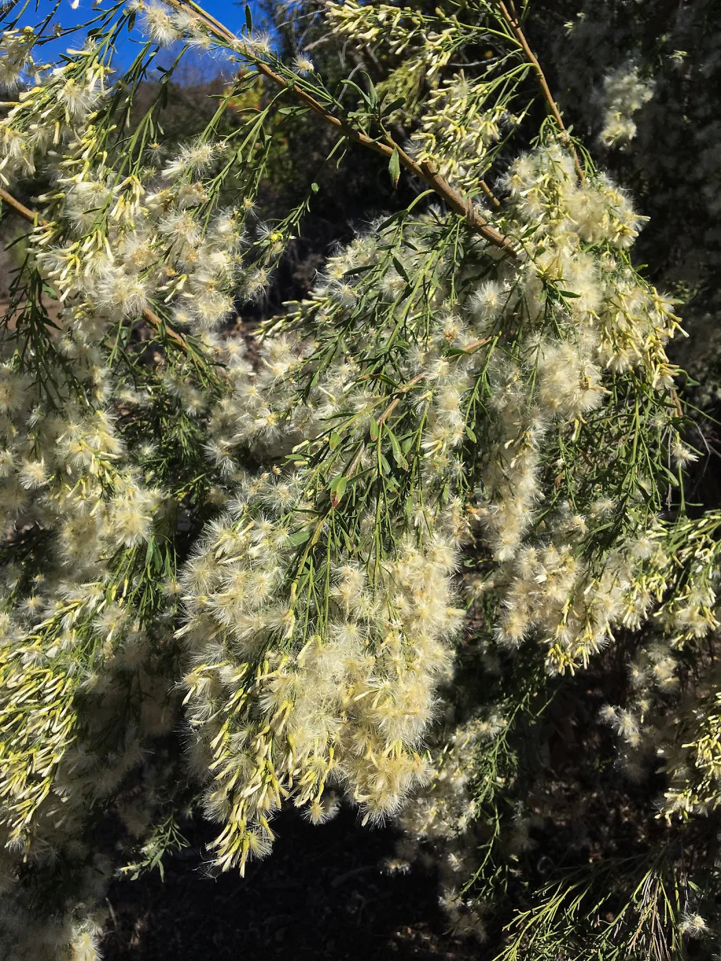 Baccharis sarothroides on the South West Trail