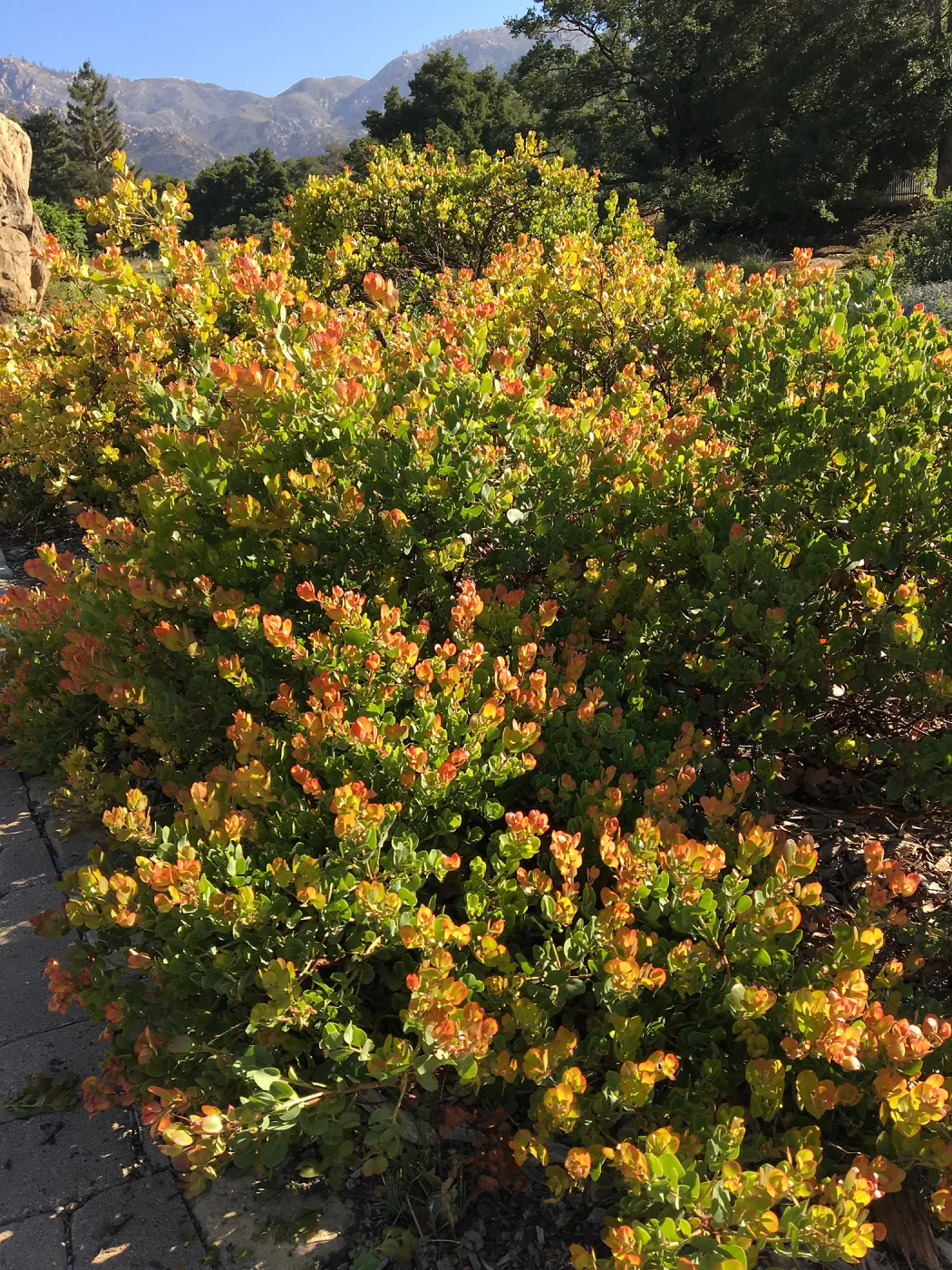 Arctostaphylos Canyon Blush in Ground Cover Display