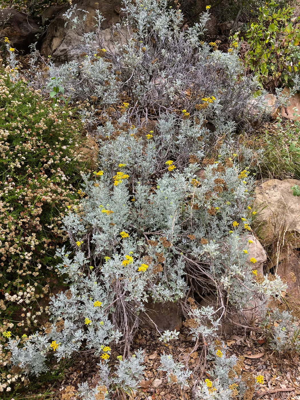 Perityle incana on Campbell Trail