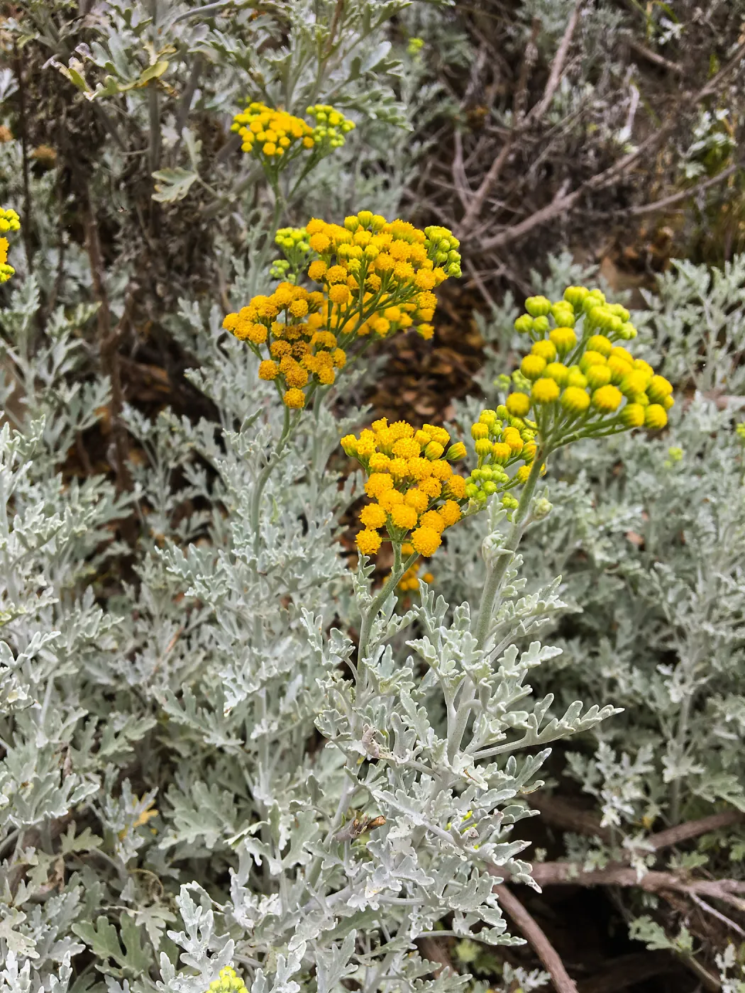 Perityle incana on Campbell Trail