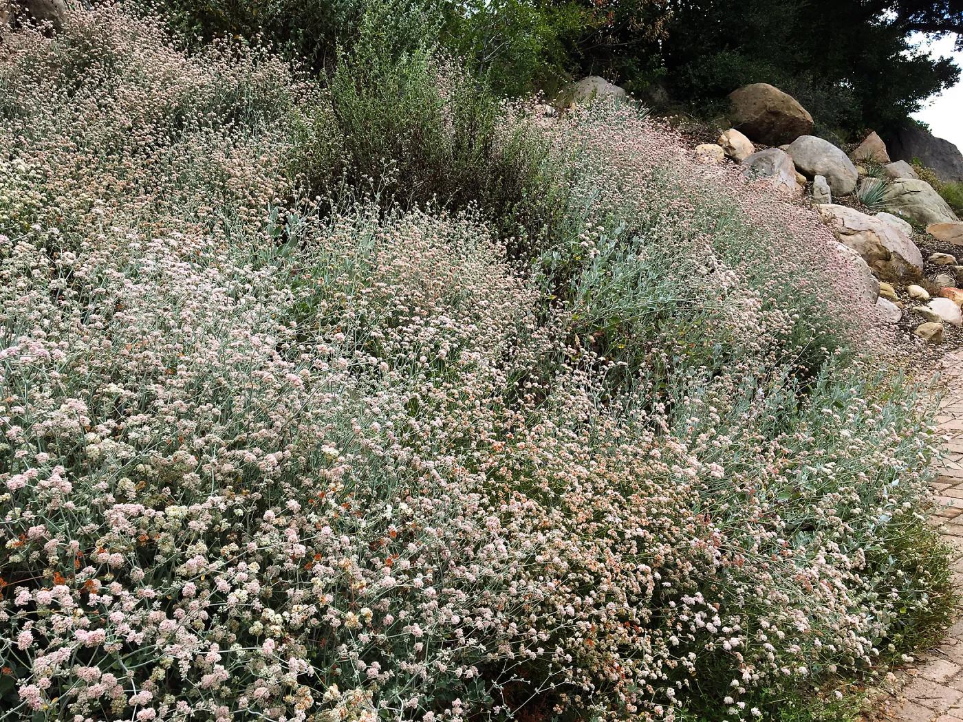 Eriogonum cinereum (coastal wild buckwheat) on Campbell Trail