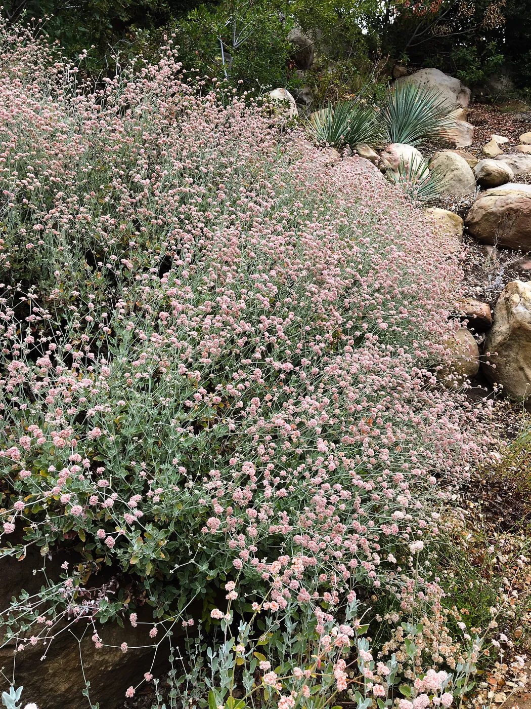 Eriogonum cinereum (coastal wild buckwheat) on Campbell Trail
