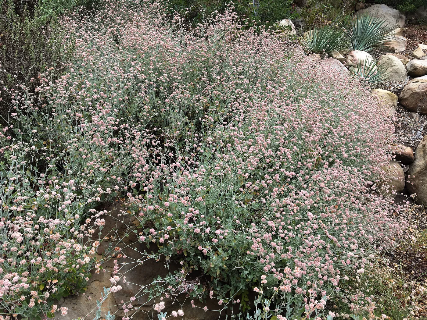Eriogonum cinereum (coastal wild buckwheat) on Campbell Trail