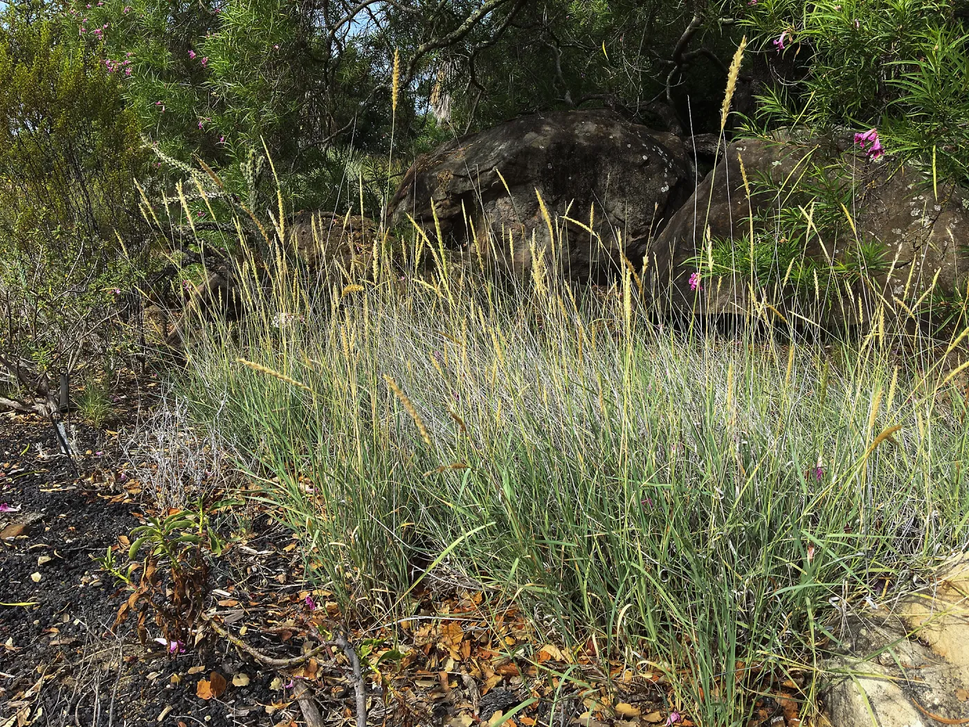 Pleuraphis rigida in Desert Section