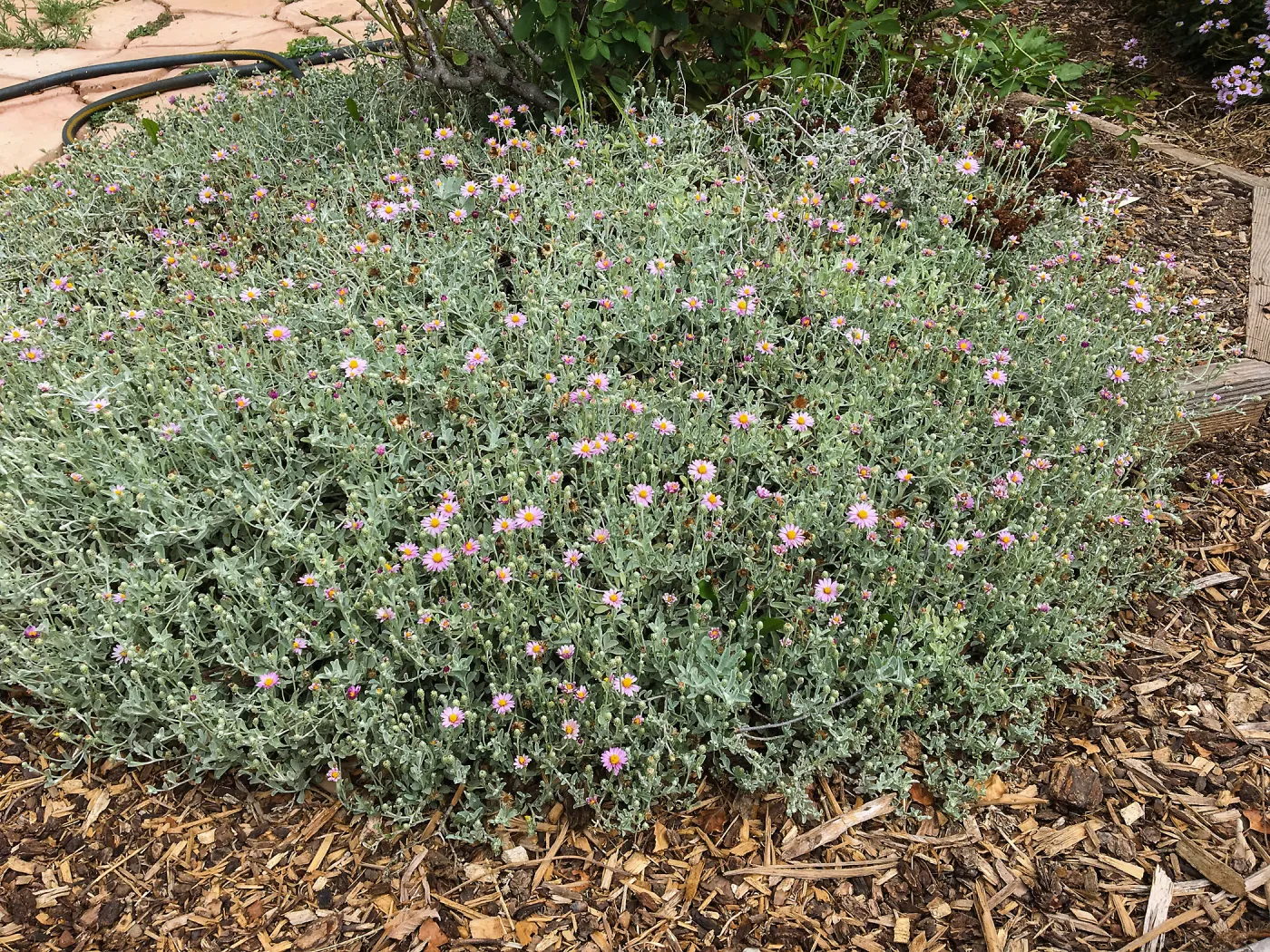  Lessingia Silver Carpet, Betsy Collins garden