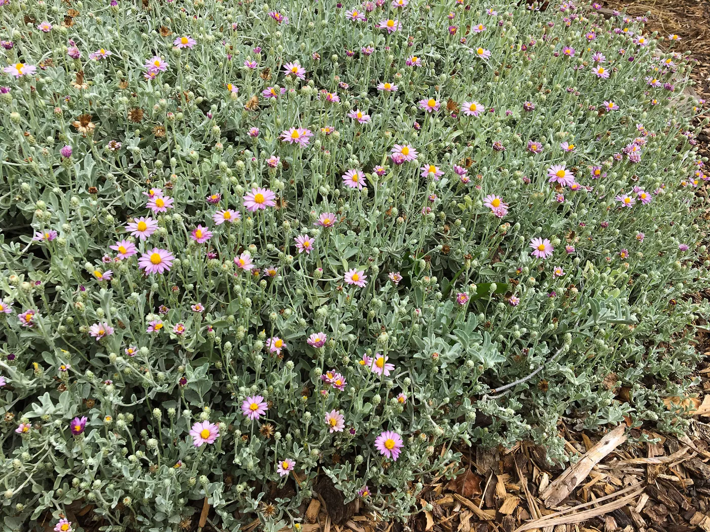  Lessingia Silver Carpet, Betsy Collins garden