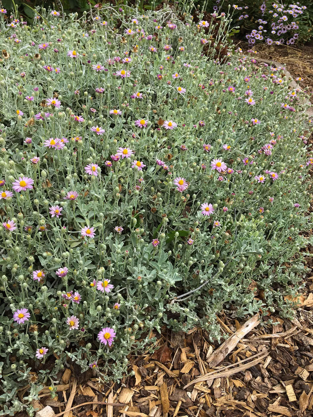 Lessingia Silver Carpet, Betsy Collins garden