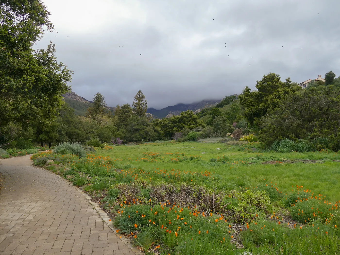 Rainy day Meadow