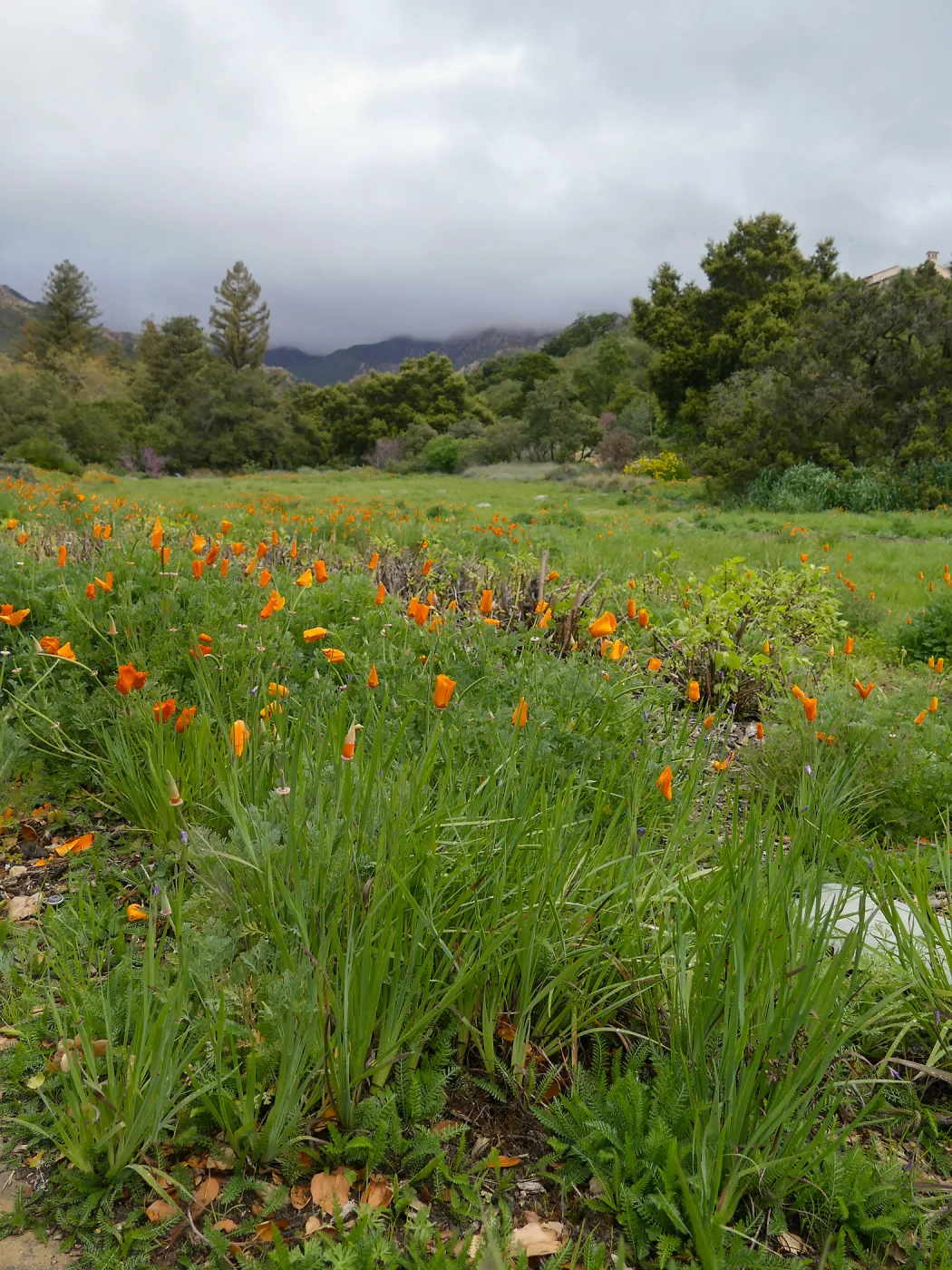 Rainy day Meadow