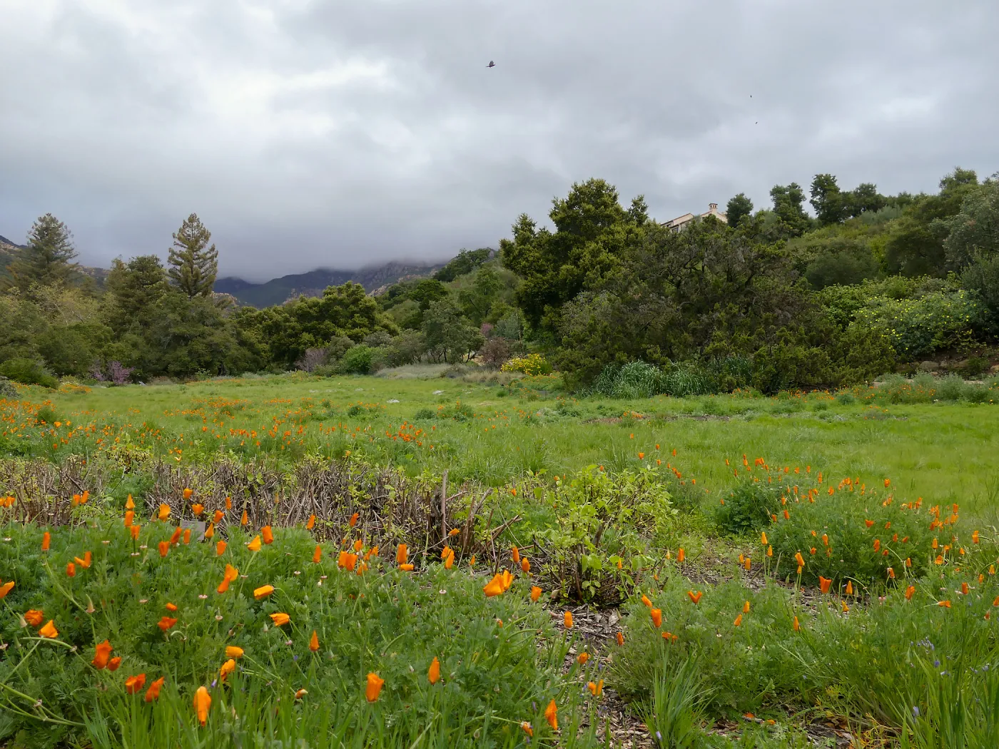Rainy day Meadow