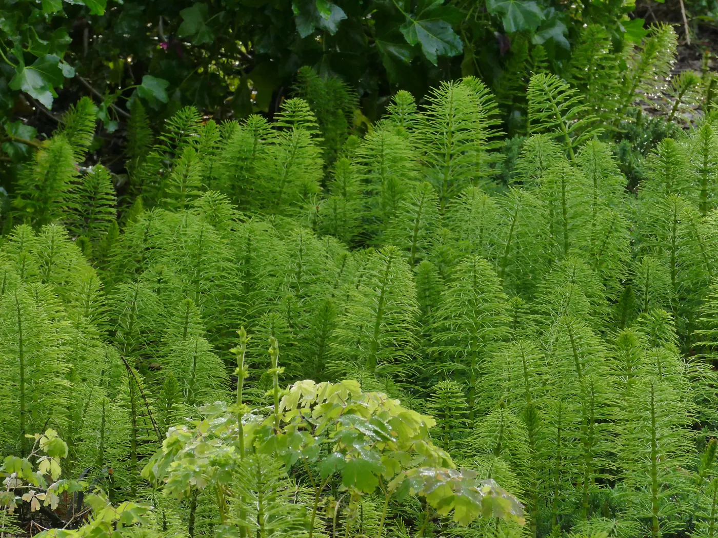 Equisetum in the entrance display
