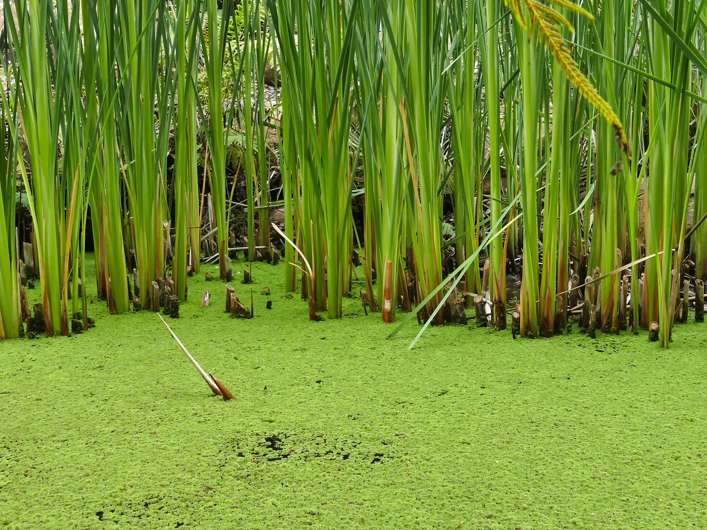 Scirpus and Azolla filiculoides