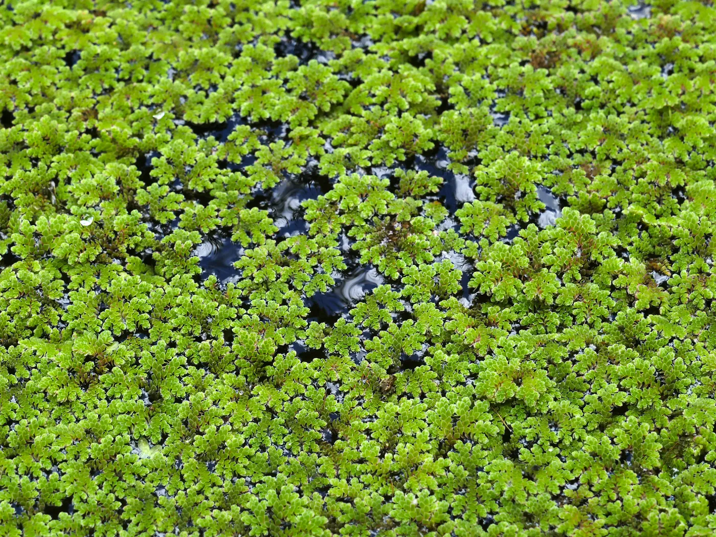 Azolla filiculoides