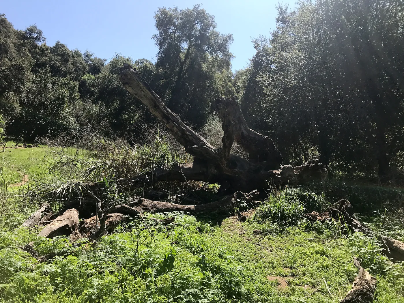 What's That Plant? field trip to Tucker's Grove, decaying log
