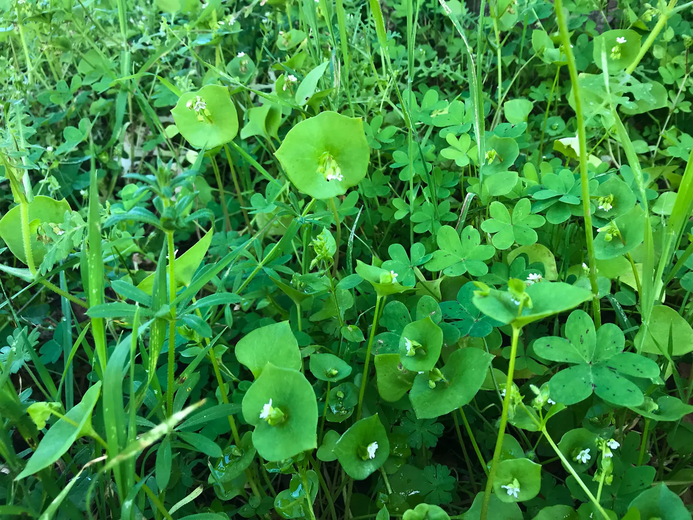 What's That Plant? field trip to Tucker's Grove, Miner's Lettuce in flower