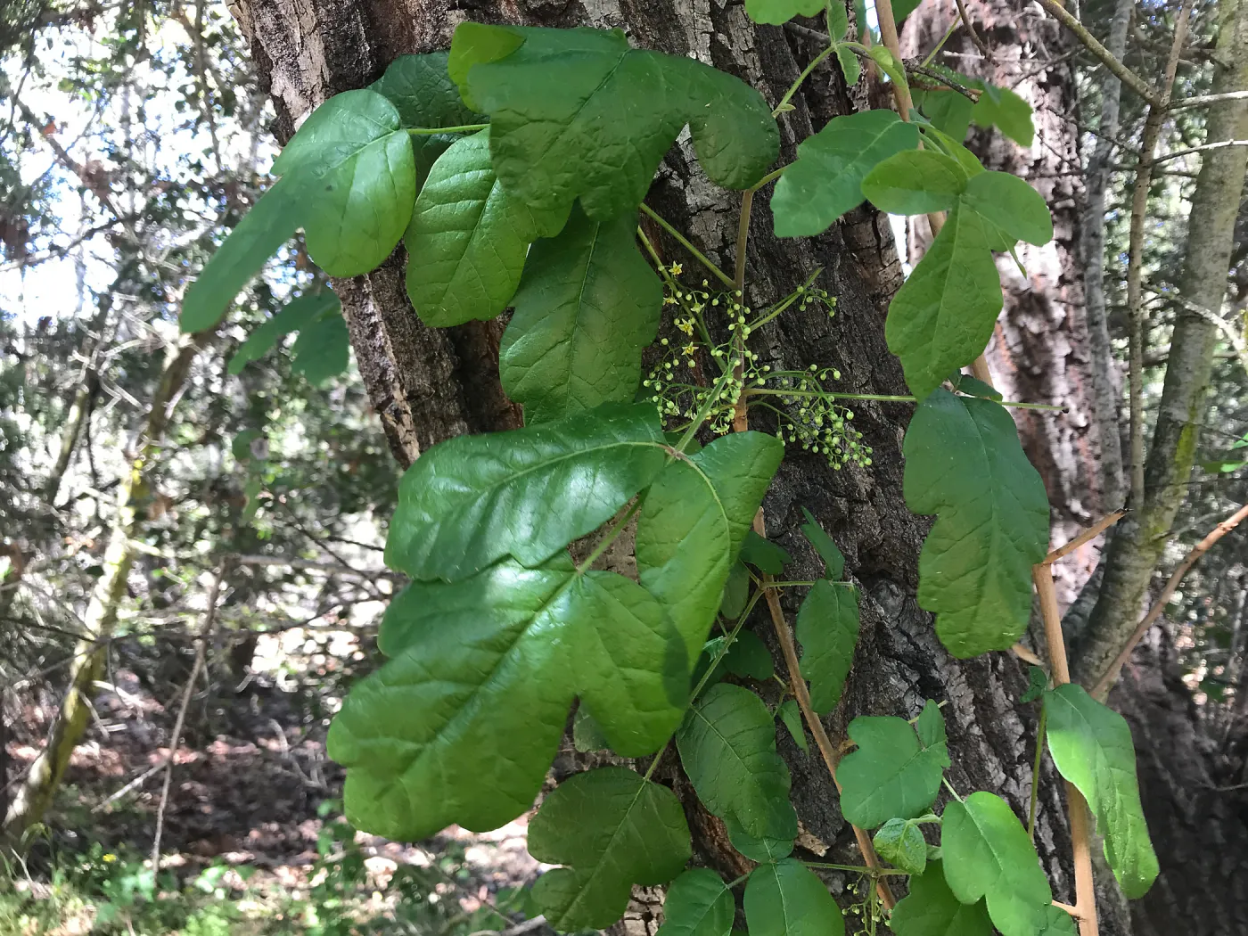 What's That Plant? field trip to Tucker's Grove, poison oak in flower