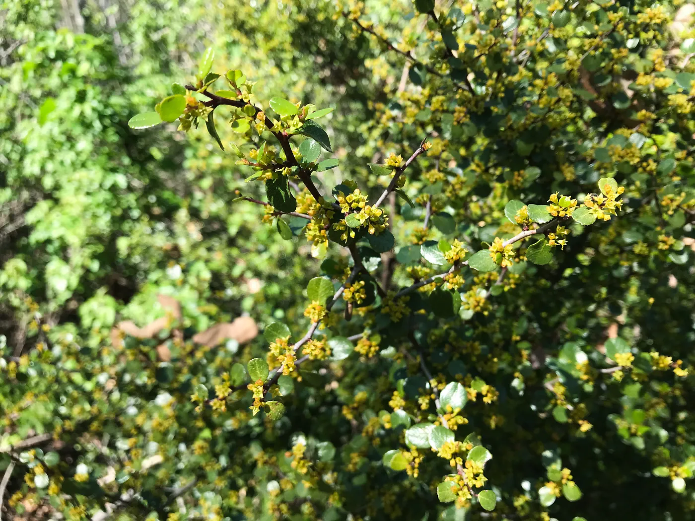 What's That Plant? field trip to Tucker's Grove, Chaparral Redberry in flower