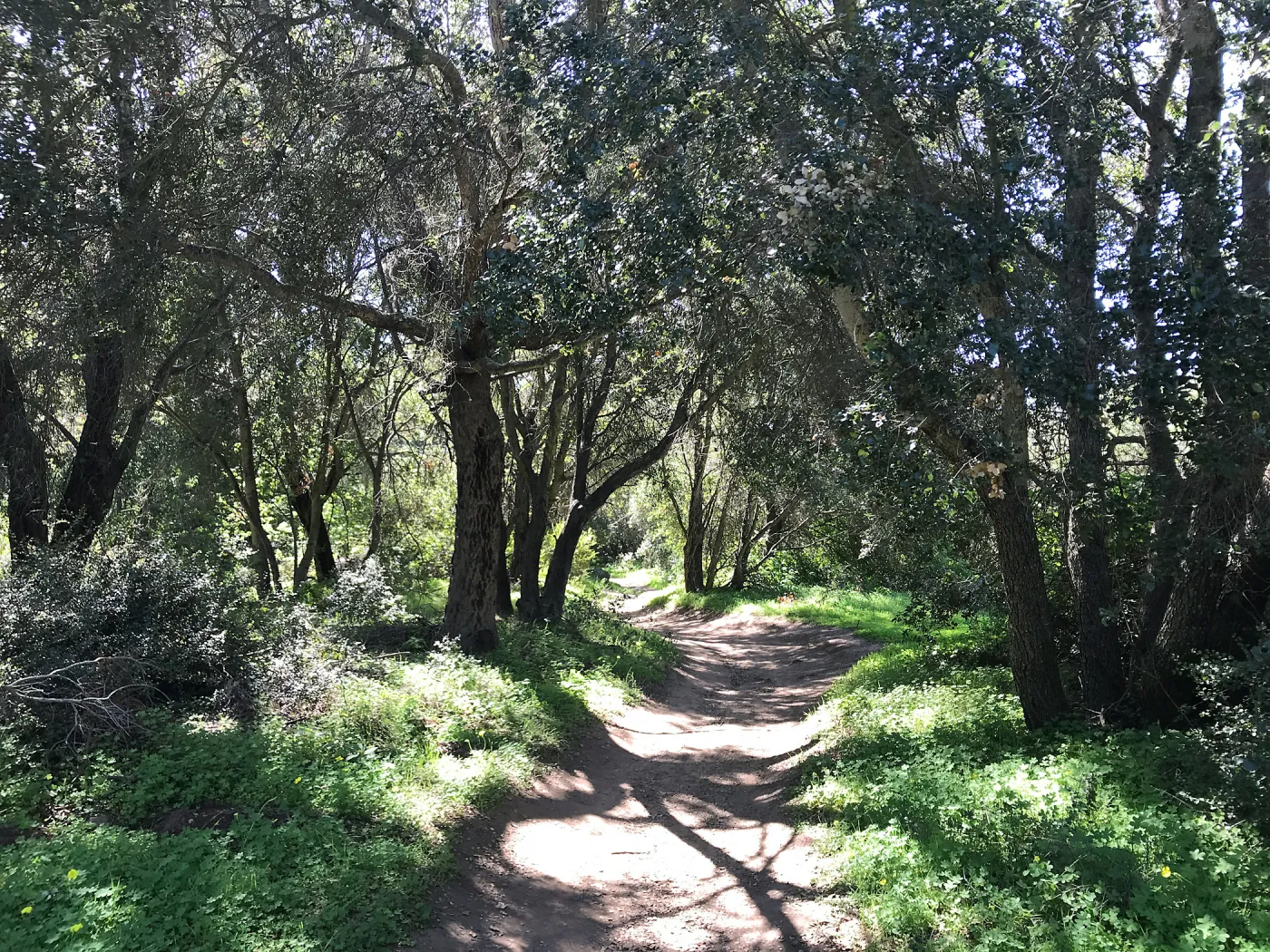 What's That Plant? field trip to Tucker's Grove
