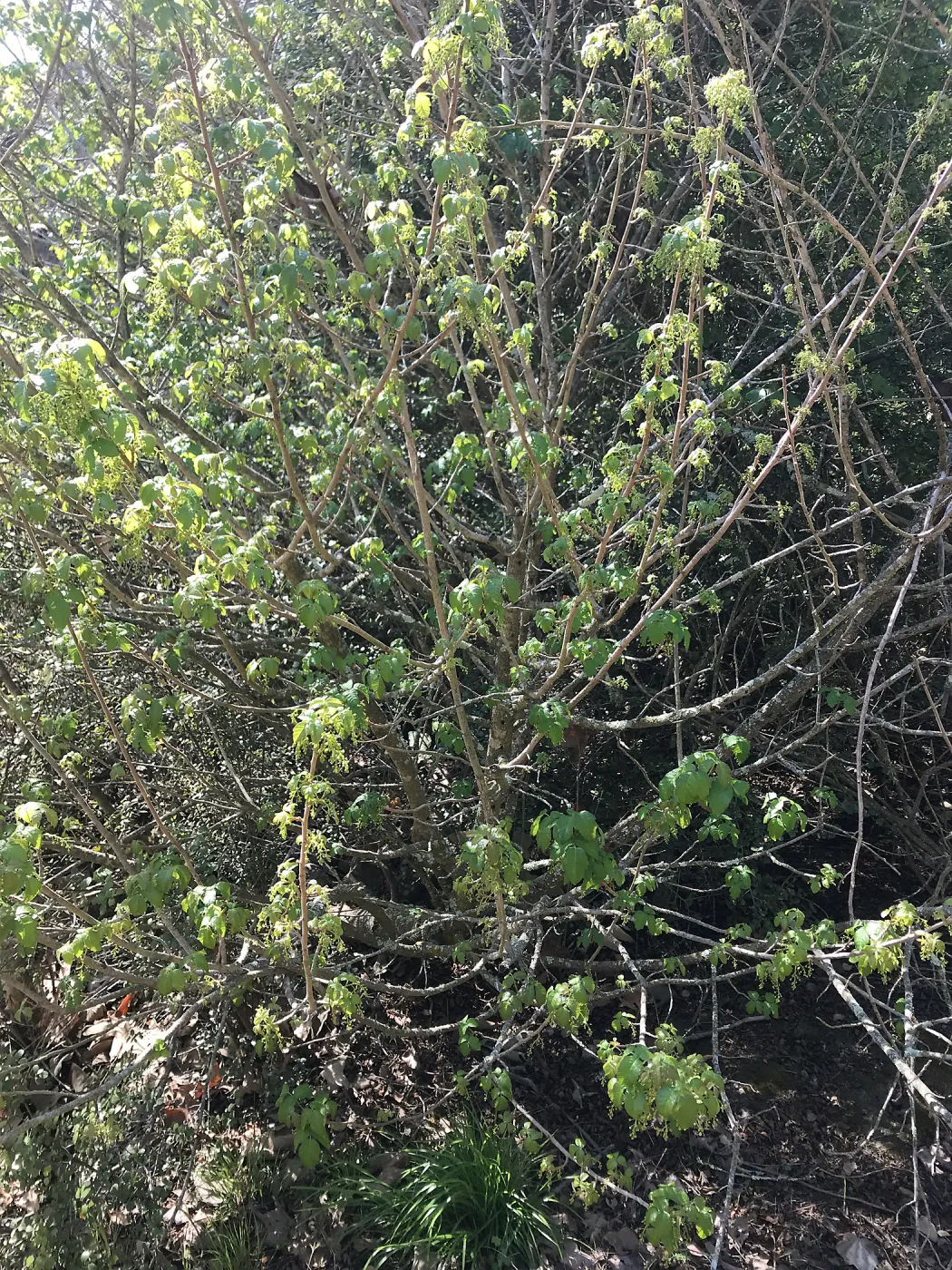 What's That Plant? field trip to Tucker's Grove, poison oak in shrub form