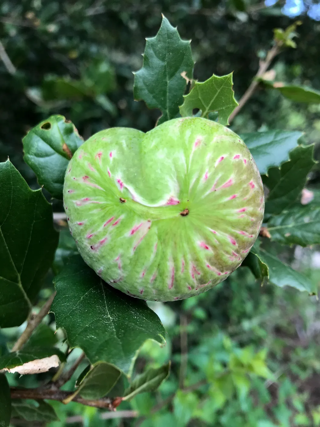 Oak Gall (Coastal Live Oak)