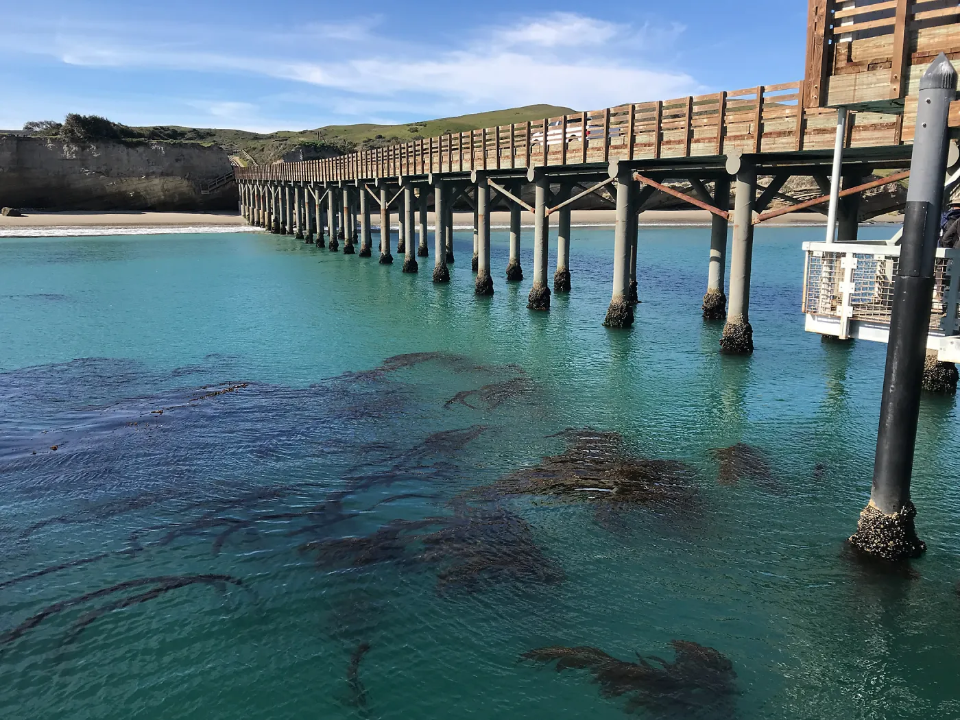 Kelp, beach, dock, Carrington Point Anchorage