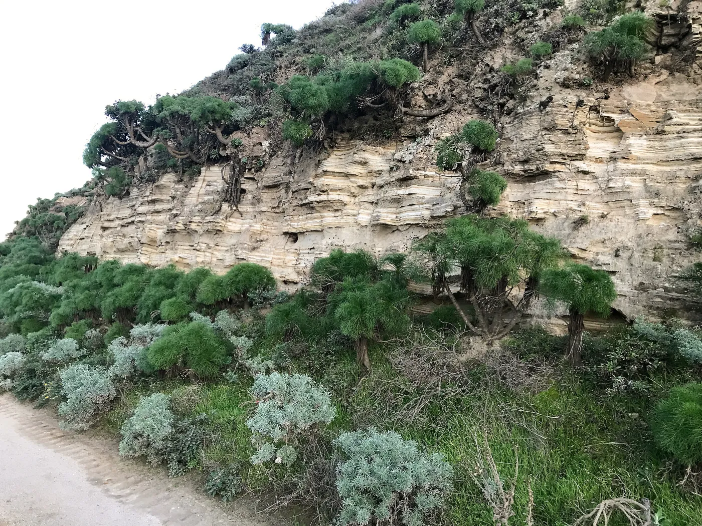 Giant Coreopsis, Bush Lupine, Minerals, Main road from Santa Rosa Island Research Station Lodge
