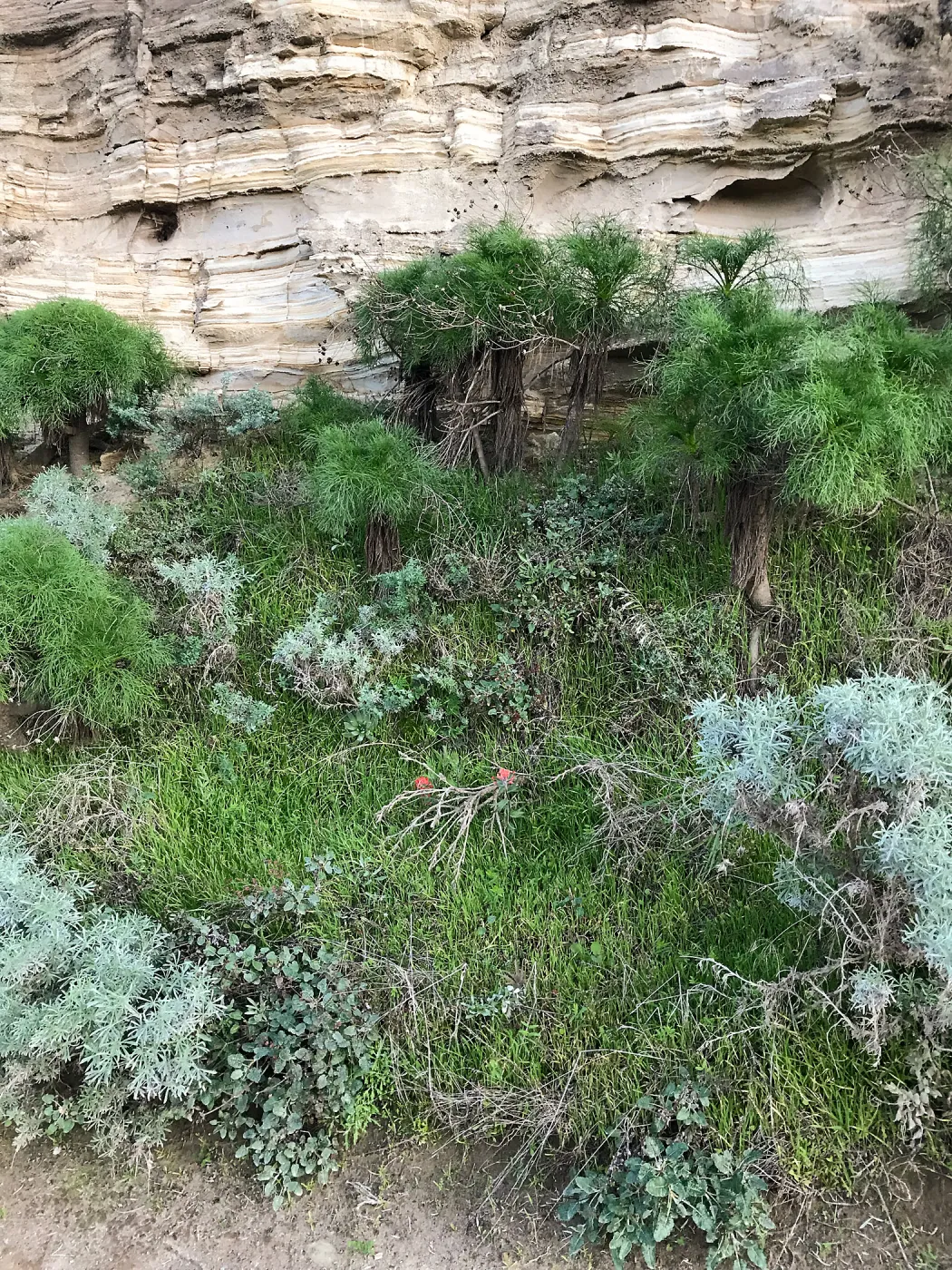 Giant Coreopsis, Bush Lupine, Minerals, Main road from Santa Rosa Island Research Station Lodge