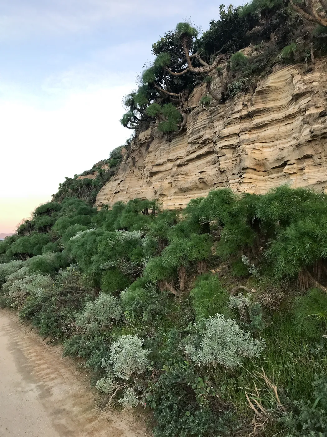 Giant Coreopsis, Bush Lupine, Minerals, Main road from Santa Rosa Island Research Station Lodge