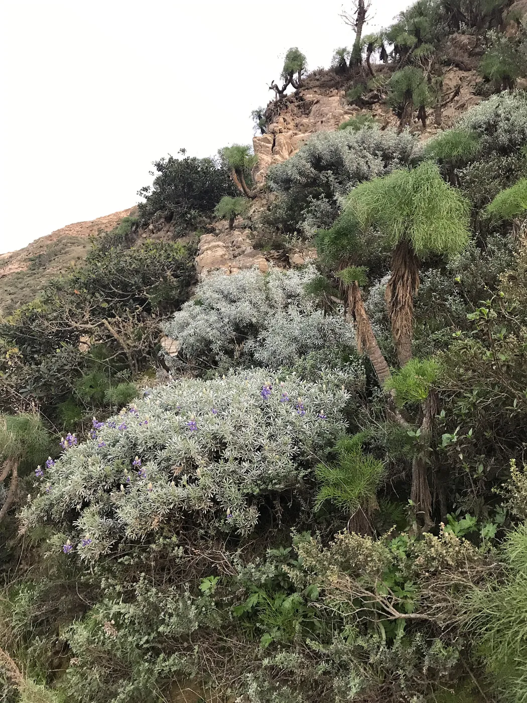 Giant Coreopsis, Bush Lupine in bloom, Main road from Santa Rosa Island Research Station Lodge