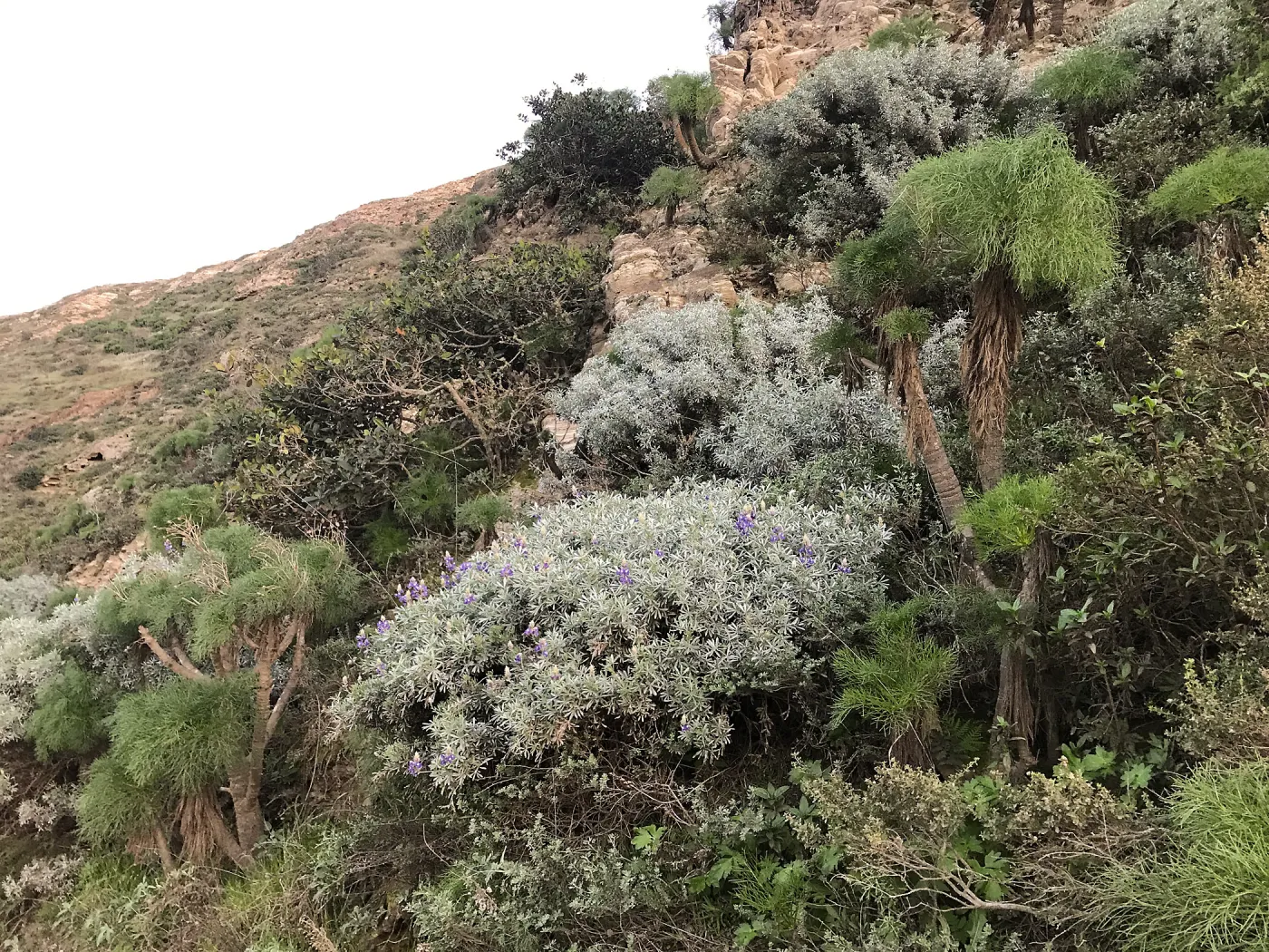Giant Coreopsis, Bush Lupine in bloom, Main road from Santa Rosa Island Research Station Lodge