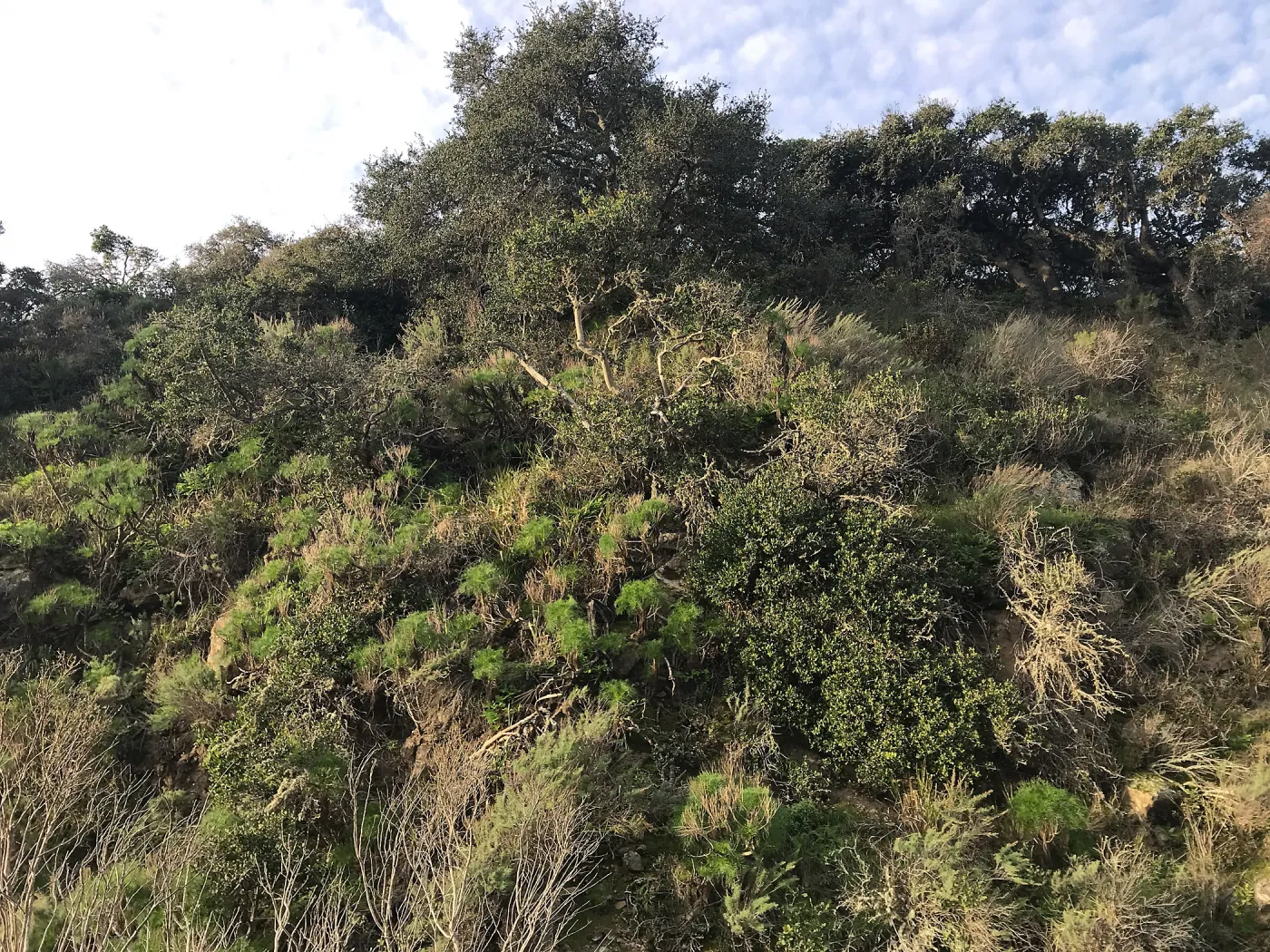Canyon wall, Cherry Canyon