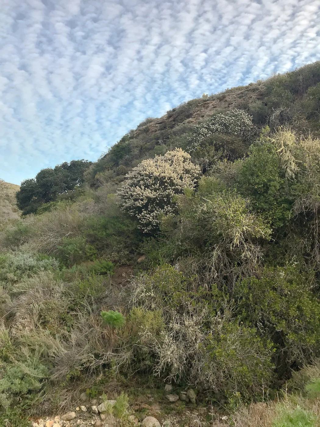 Big Pod Ceanothus in bloom, Cherry Canyon