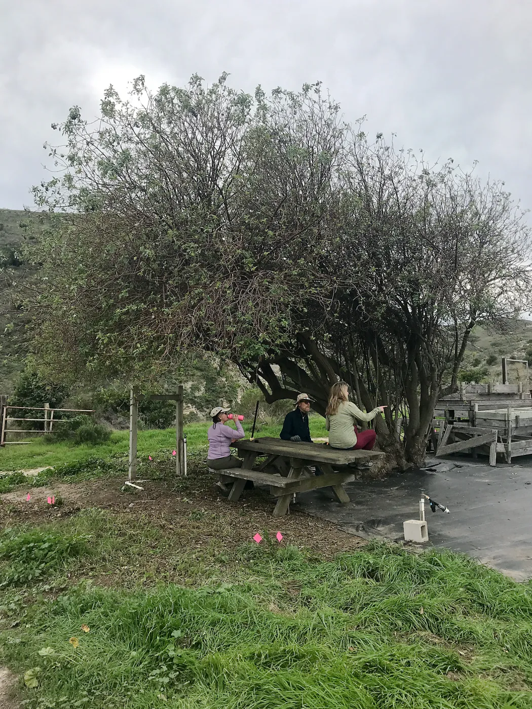 Large Elderberry Tree, NPS Nursery