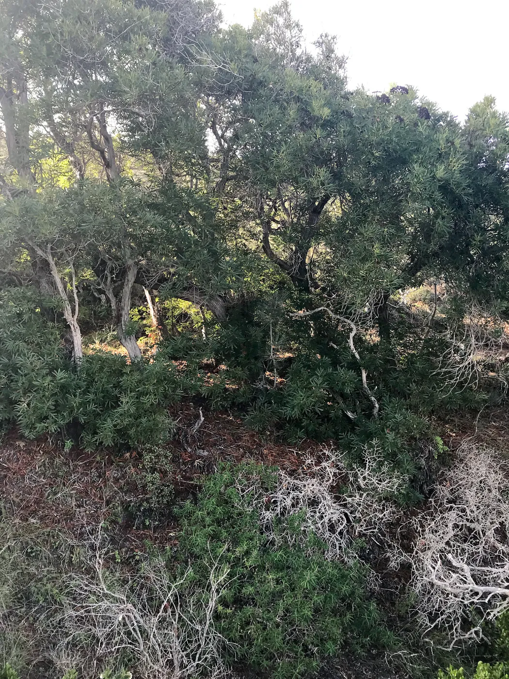 Ironwoods, Hike to Torrey Pines