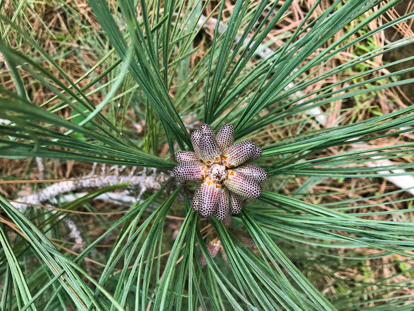 Torrey Pines cones, Hike to Torrey Pines