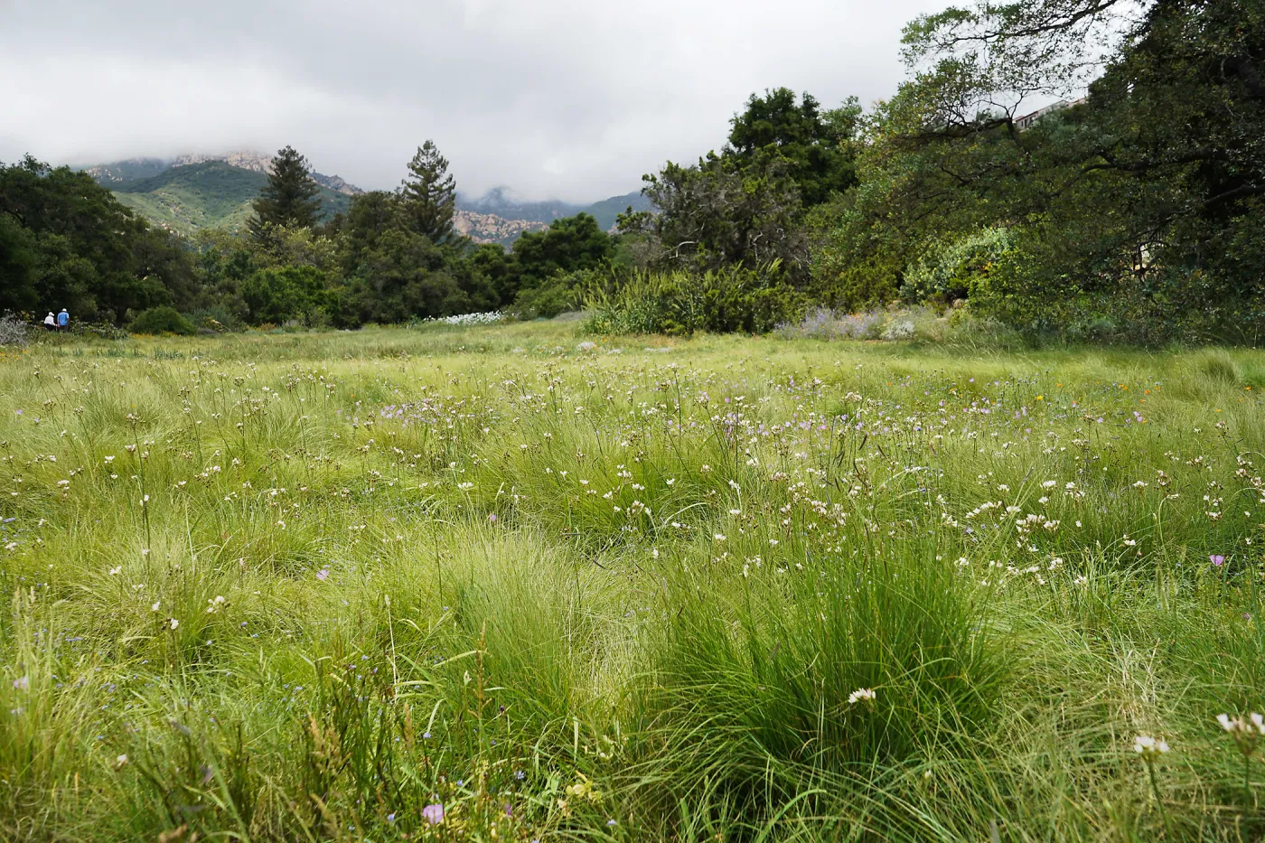 Meadow