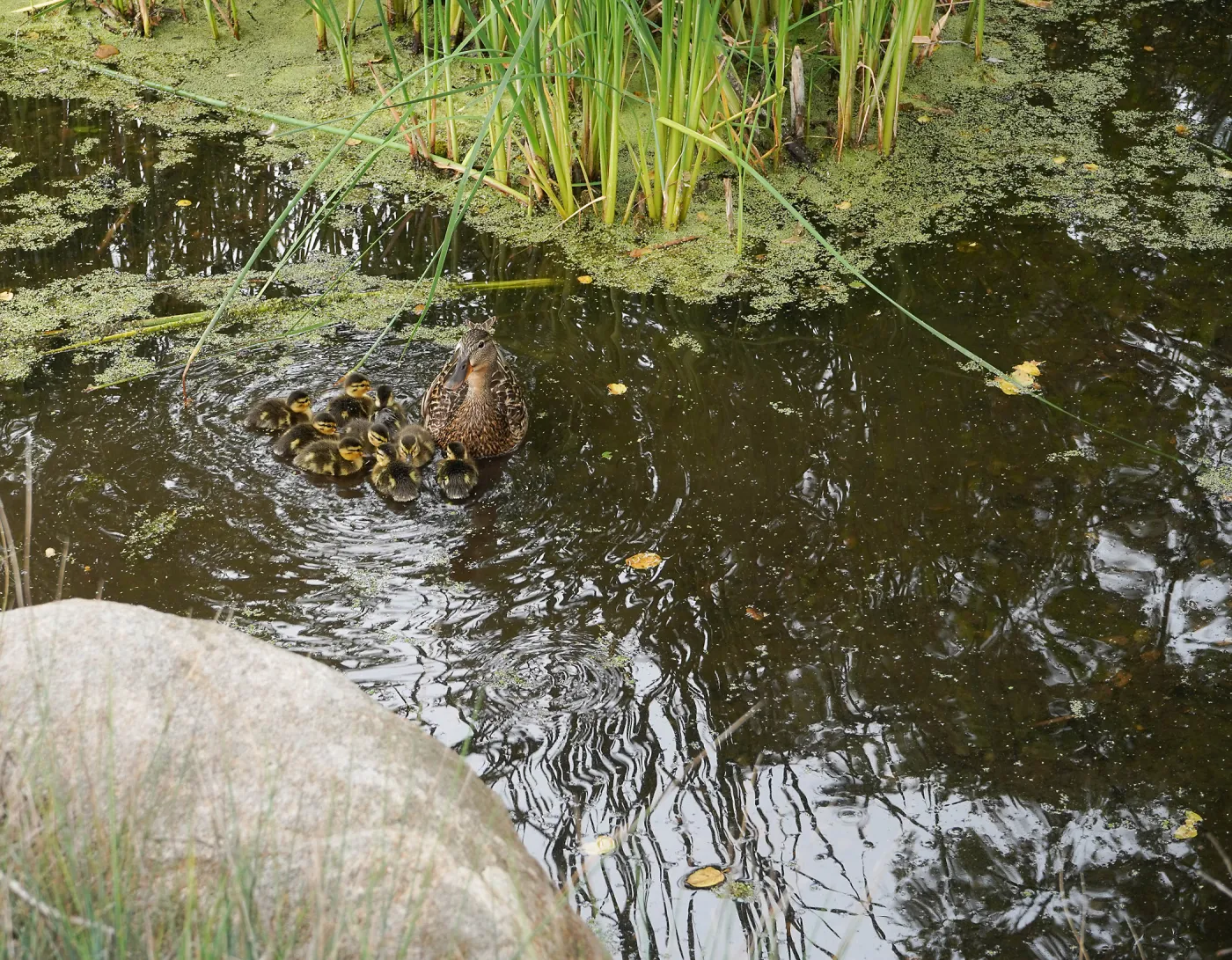 Duck family in the Bessie Bullard Pond
