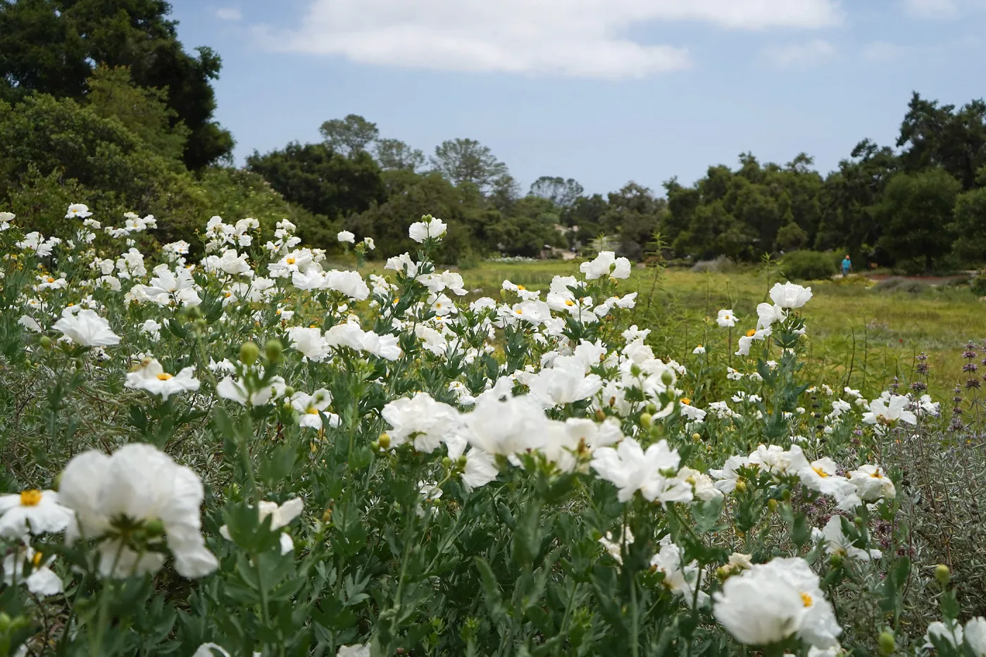 Matilija Poppies in the upper Meadow