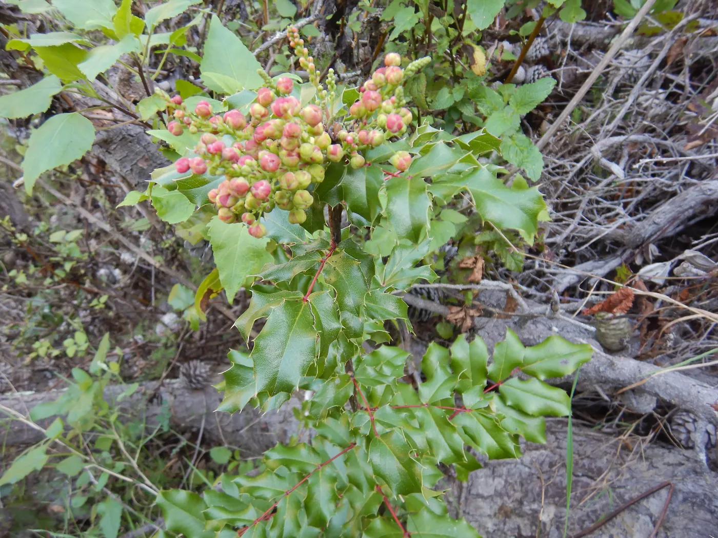 SBBG is working on taking cuttings of Berberis pinnata ssp. insularis from Santa Cruz Island to conduct pollination studies and seed germination trials in order to determine why this rare plant is not producing seed. This species is endemic to Santa Cruz 