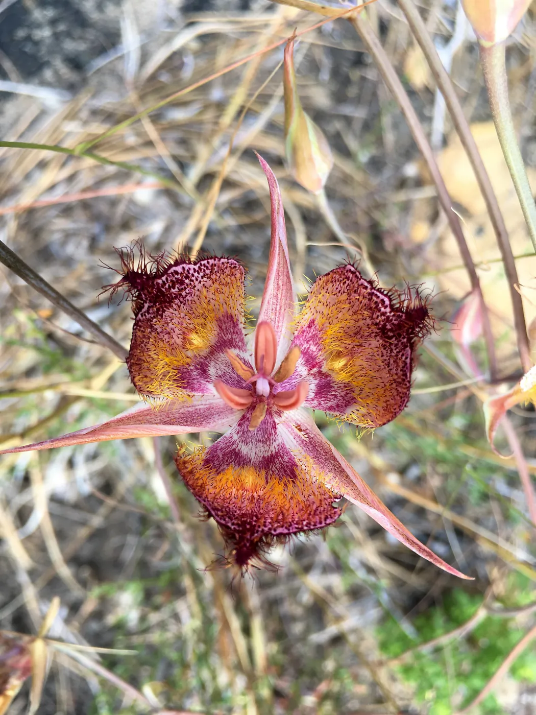 The late-flowered mariposa (Calochortus fimbriatus) lily is a psychedelic treat for summer hikers. With peak bloom in July, this rare lily is locally abundant, but is almost exclusively found in Santa Barbara and Ventura counties.