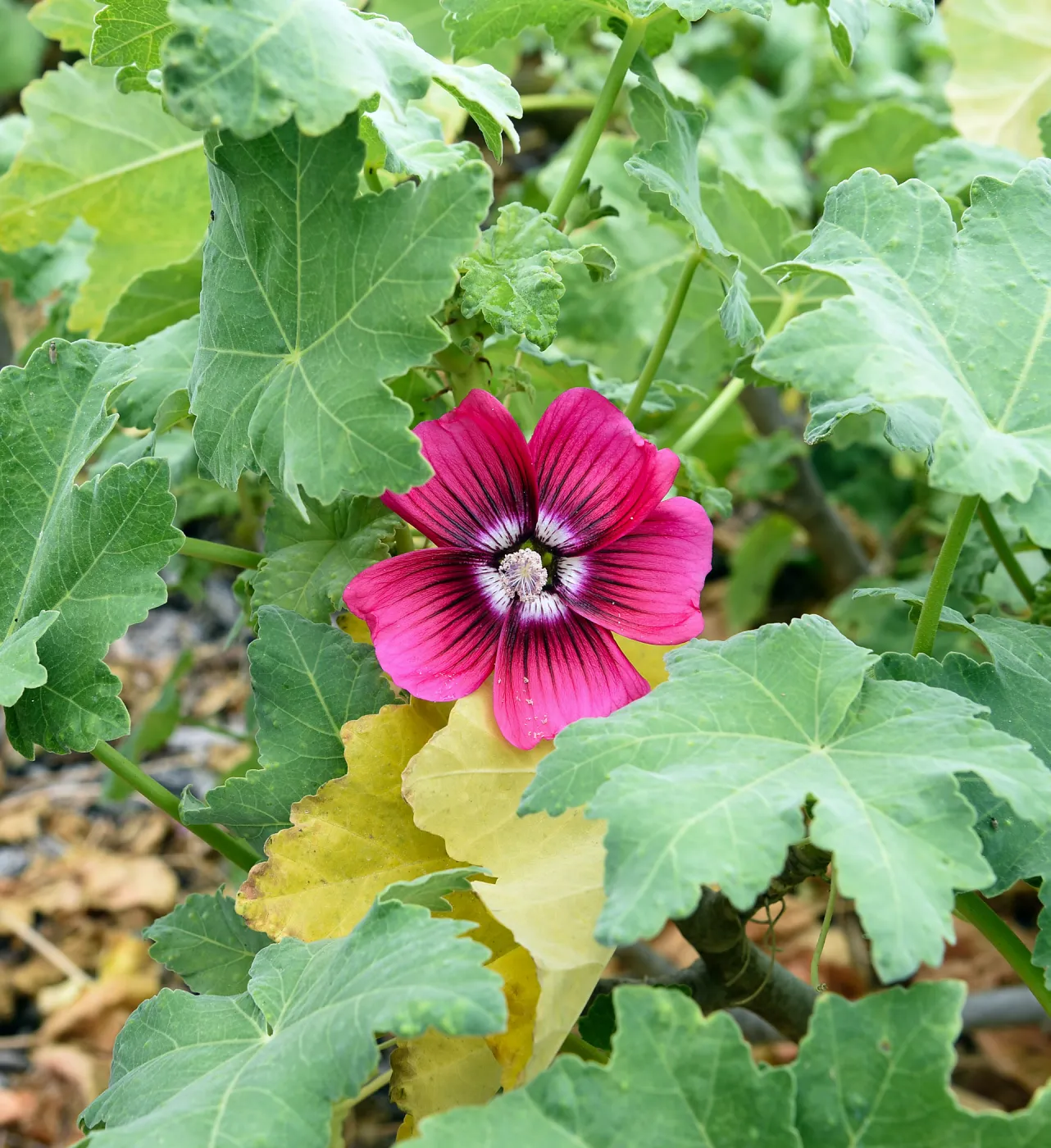 Thanks to genetic and taxonomic studies by Garden botanists, we now know that Malva rosa (Malva assurgentiflora), is one of the rarest plants on the California Channel Islands. We are part of a team now working to recover the northern island form on San M
