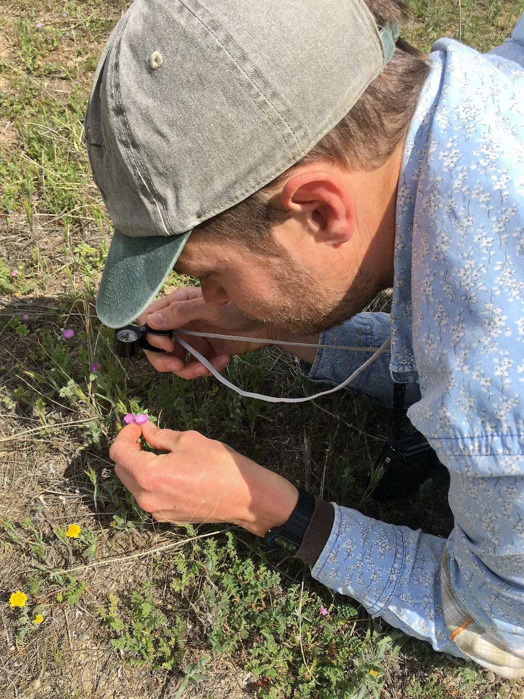 Sean Carson looking at Kern mallow with a hand lens