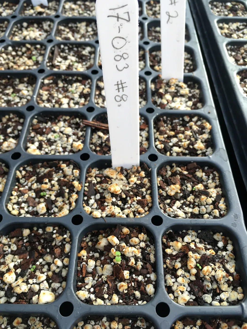Seedlings, clarkia greenhouse project