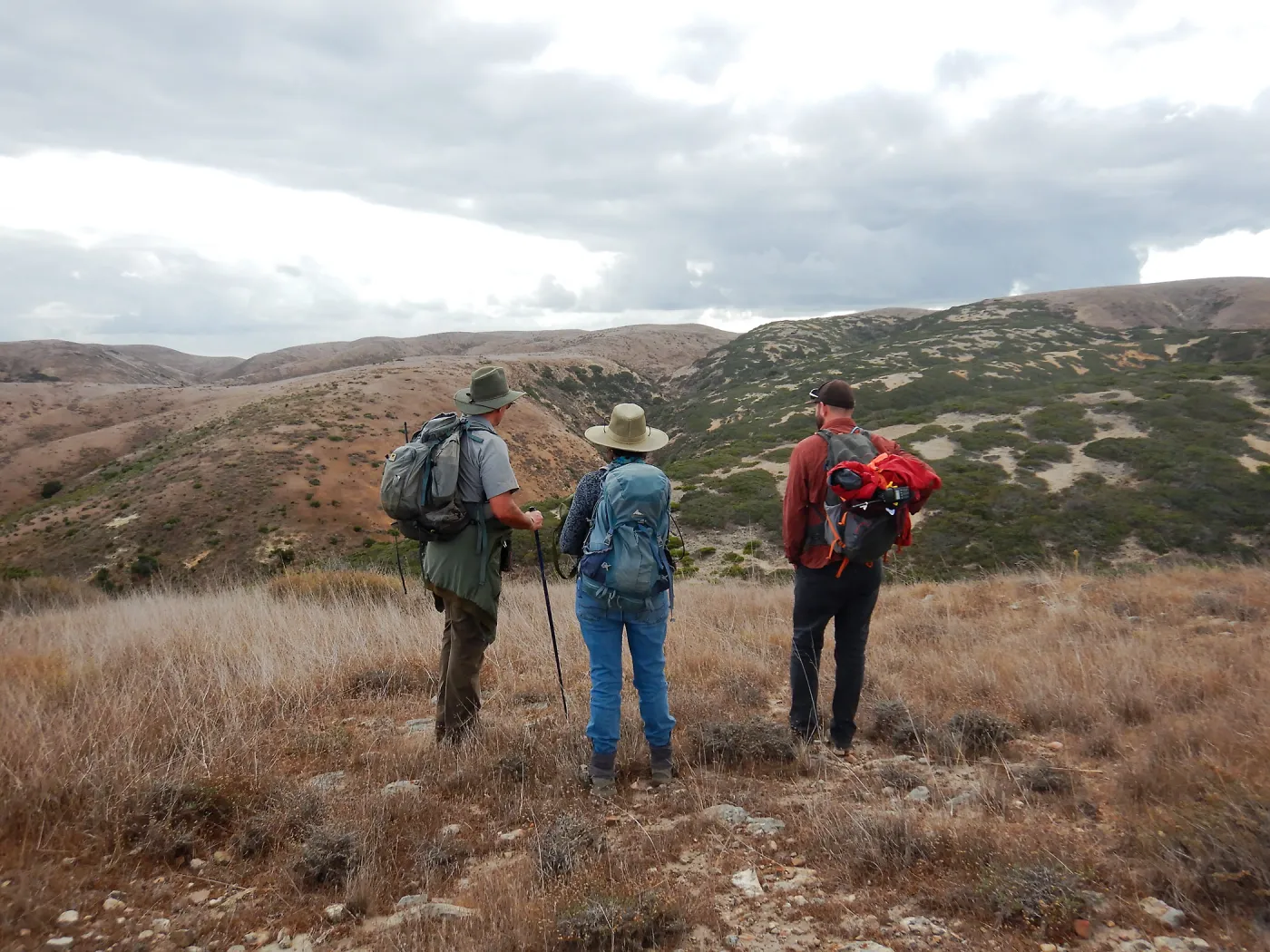 SBBG, Channel Islands NPS and USGS staff conducting long term demography monitoring of the endemic and charismatic Santa Rosa Island manzanita (Arctostaphylos confertiflora)