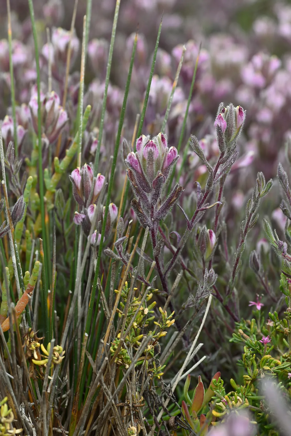 Salt Marsh Bird's Beak