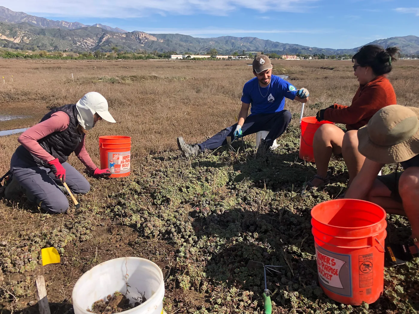 SBBG Conservation team works with partners from Tidal Influence and the Upper Salinas-Las Tablas Resource Conservation District to remove 520lbs of sea-lavender from experimental plots in Carpinteria Salt Marsh.